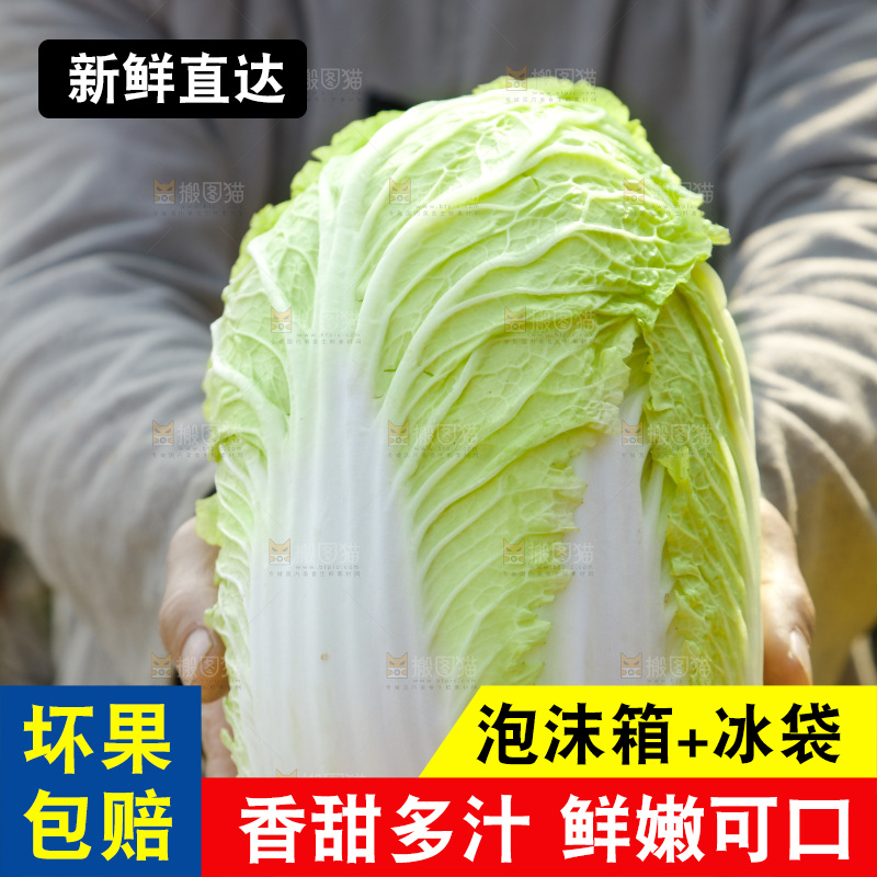 农民手拿黄心大白菜