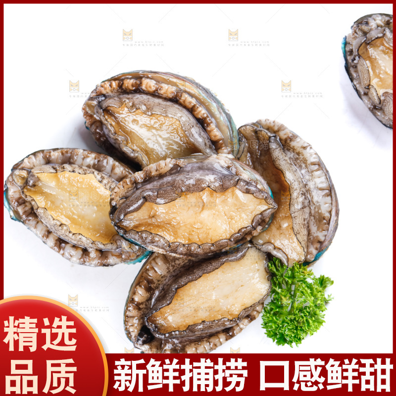 白底上的大鲍鱼