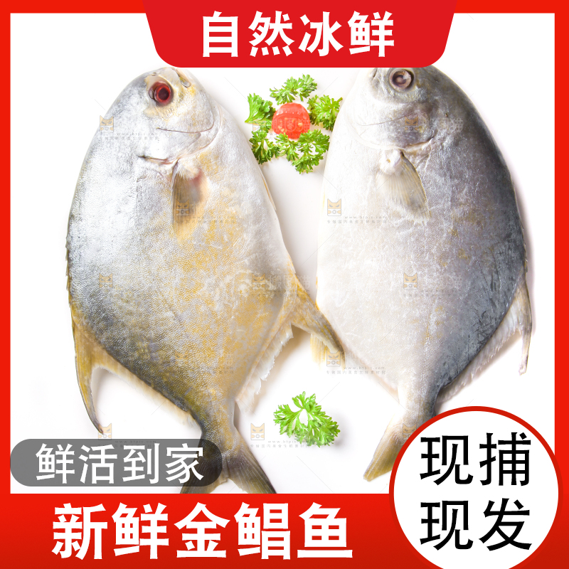 白底上放着野生金鲳鱼