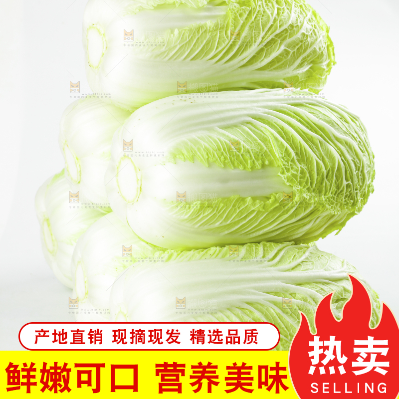 白底上的新鲜大白菜