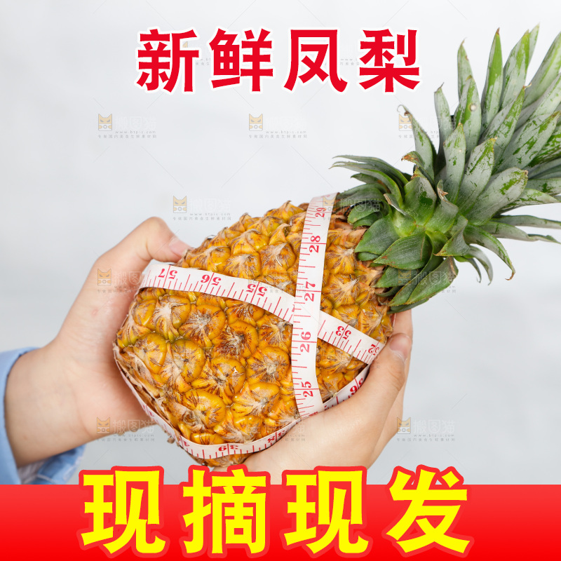 手里正在测量凤梨