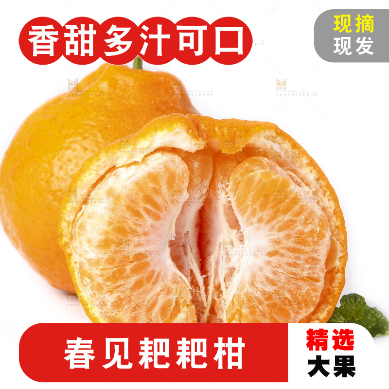 白底上放着春见桔橙