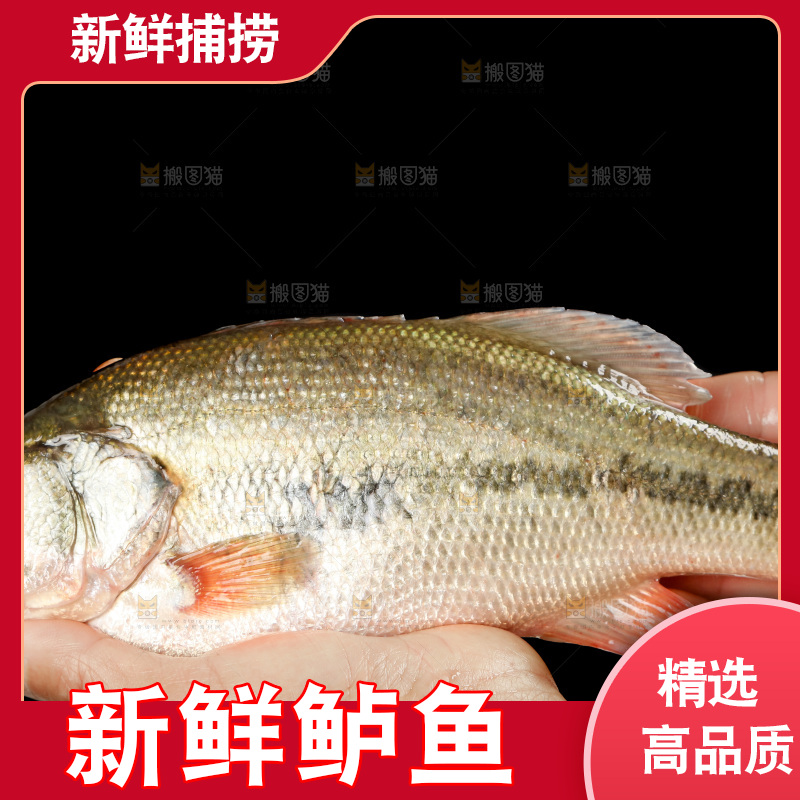 手里拿着鲈鱼