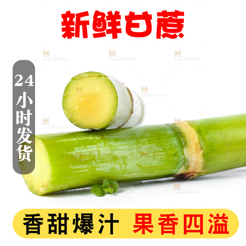 白底上的陶山青皮甘蔗