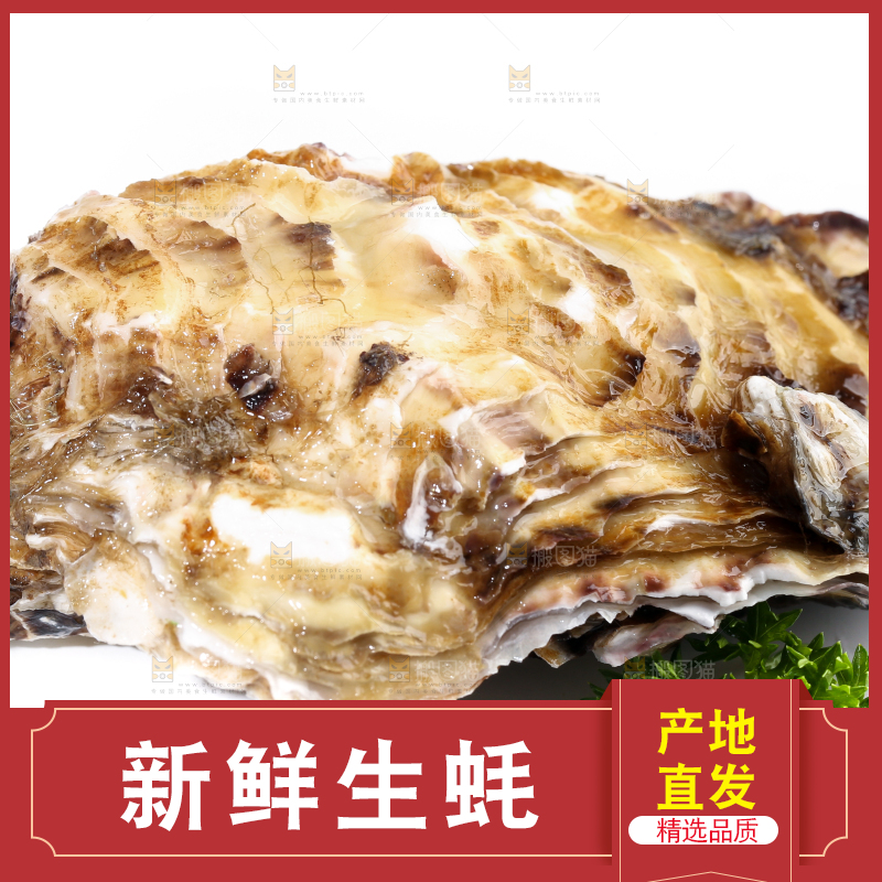 白底上的生蚝