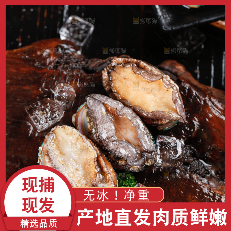 深底上的东山岛鲍鱼