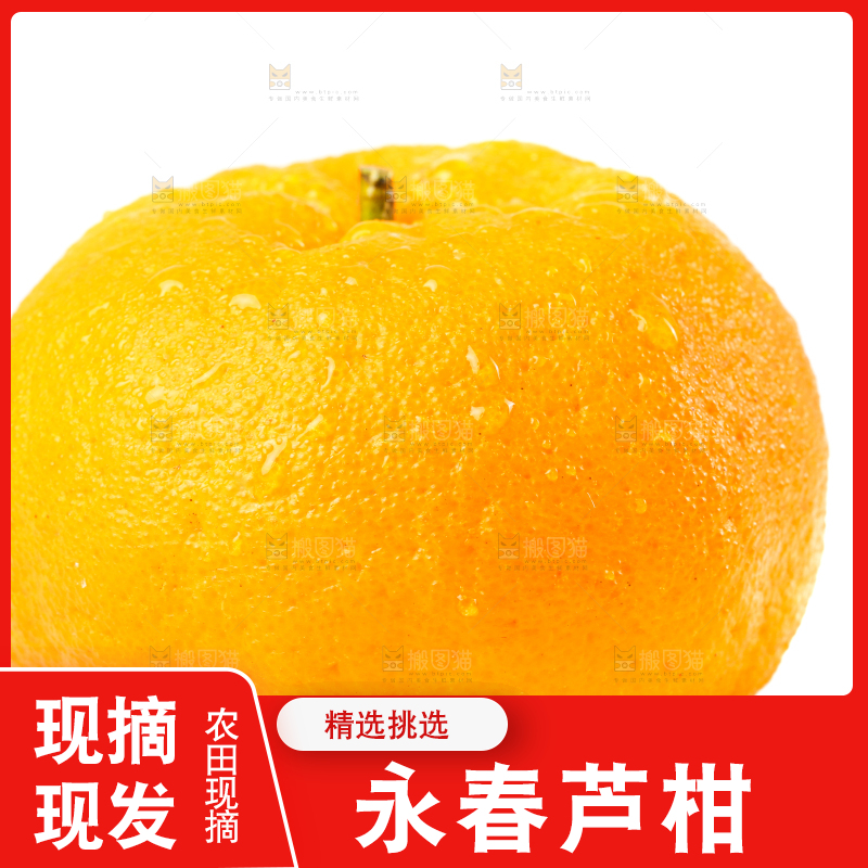 白底上放着芦柑