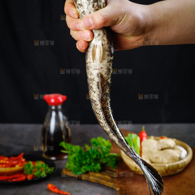 手拿鲜活乌鱼