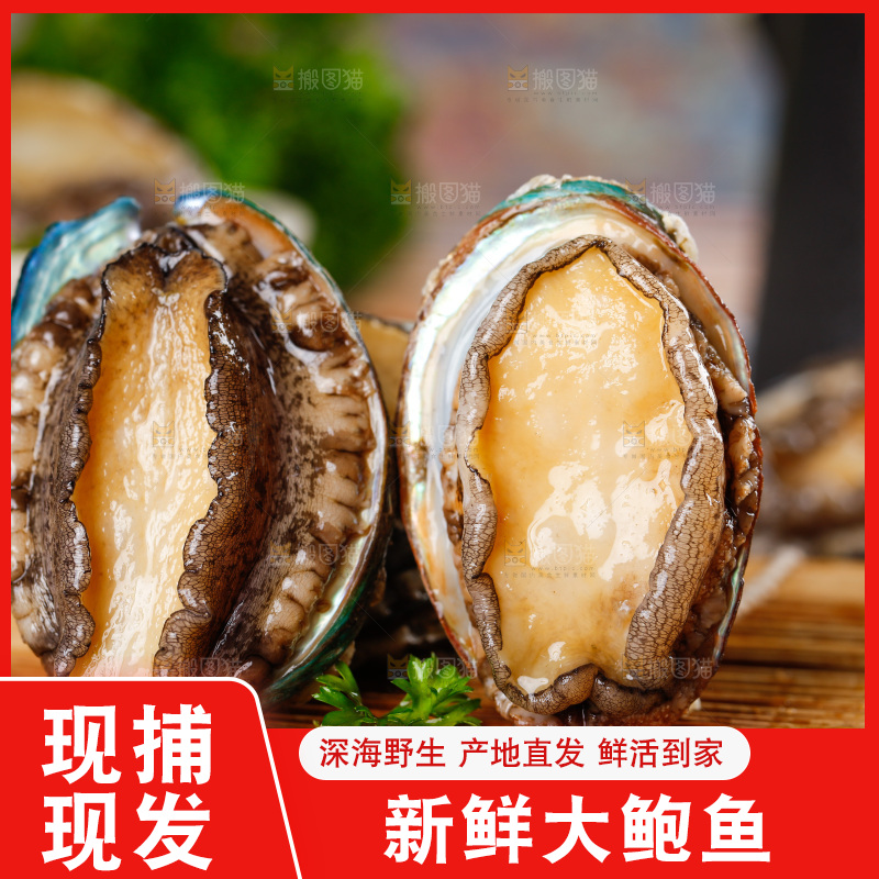 木底上的鲍鱼