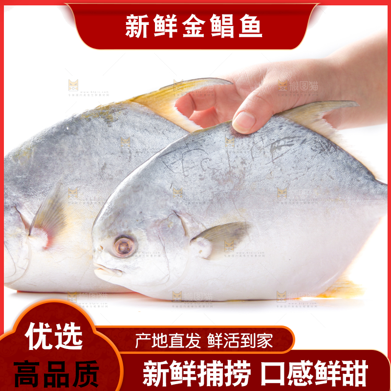 白底上放着野生金鲳鱼