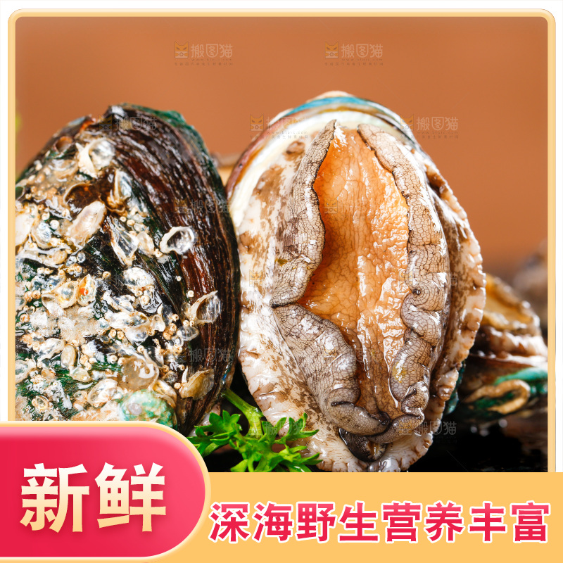 黑石板上的东山岛鲍鱼