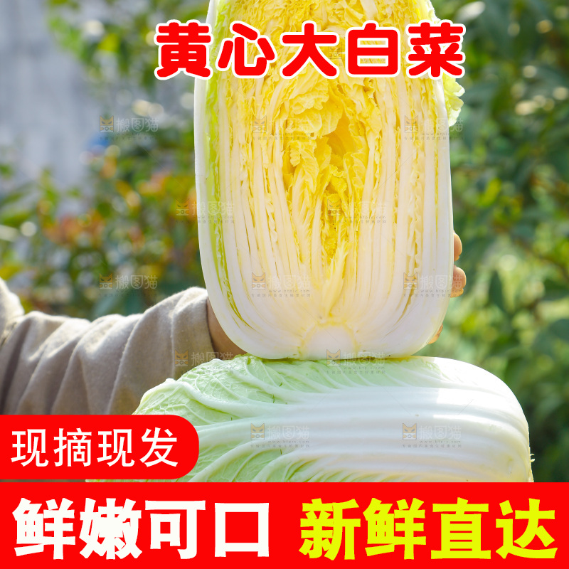 农民手拿黄心大白菜