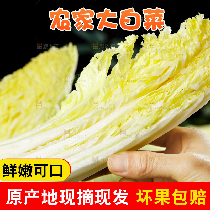 手拿切开的大白菜