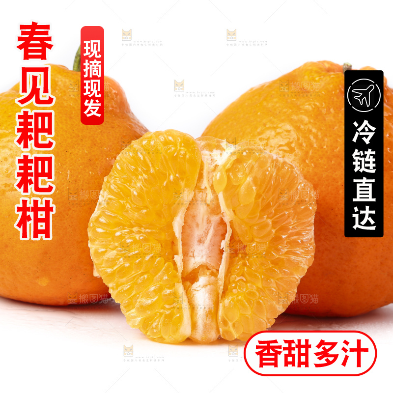 白底上的春见耙耙柑