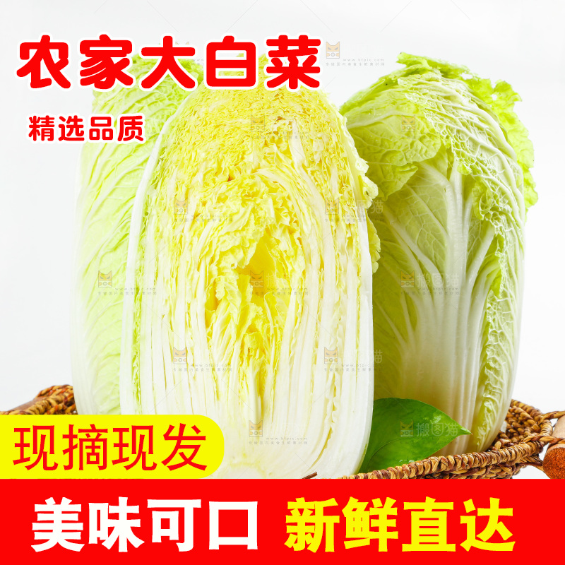 一篮大白菜放在白底上