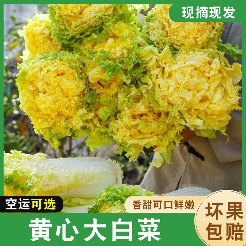 农民抱着一捆大白菜