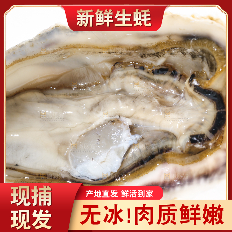 白底上剥开的牡蛎