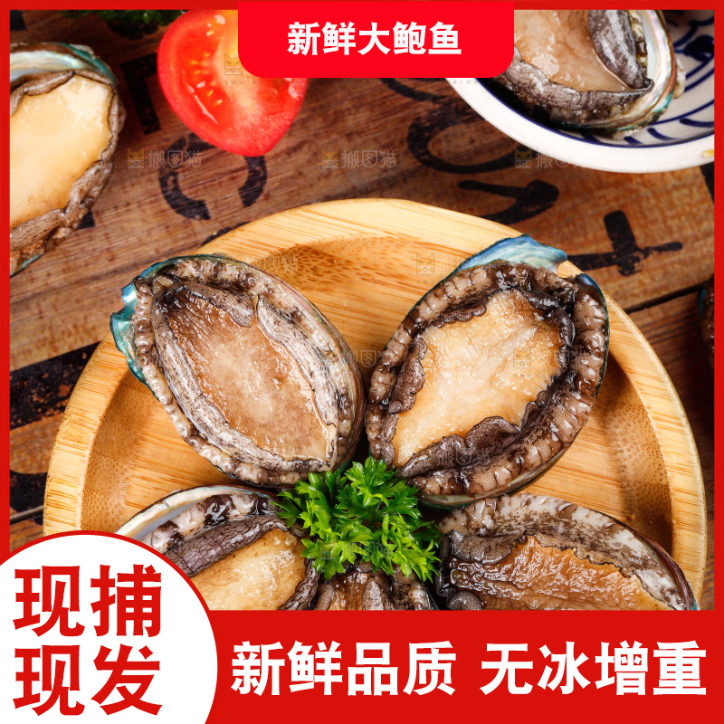 木底上放着一盘活冻大鲍鱼