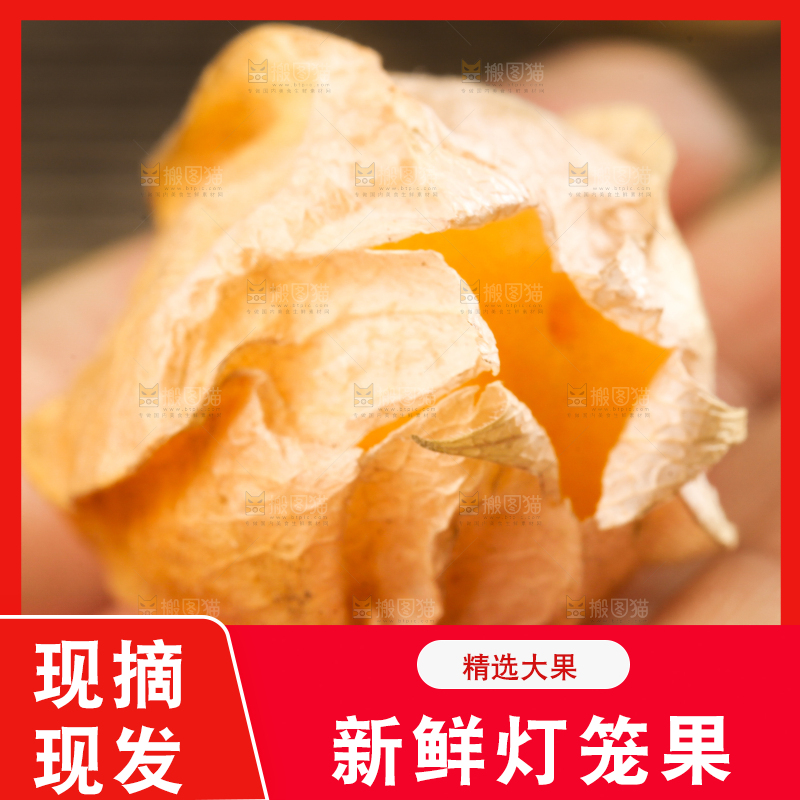 手里拿着姑娘果