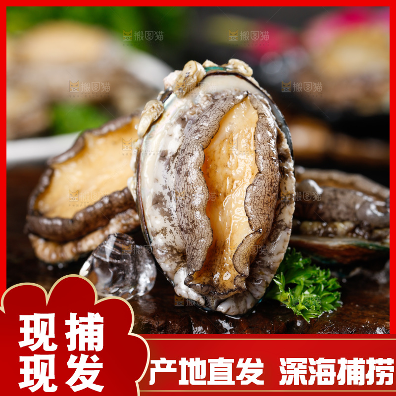 深底上的活冻大鲍鱼
