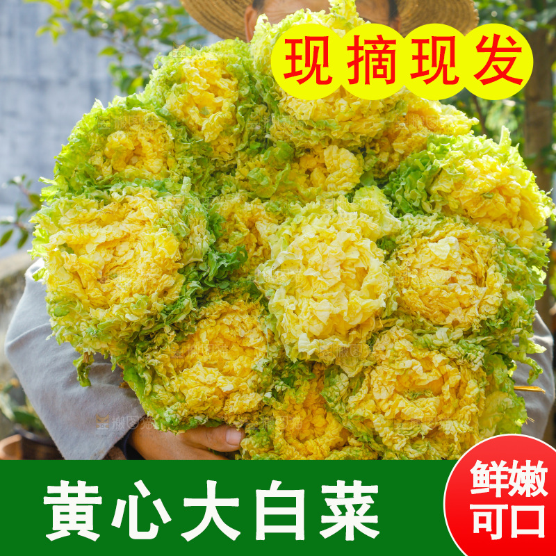 农民抱着一捆大白菜