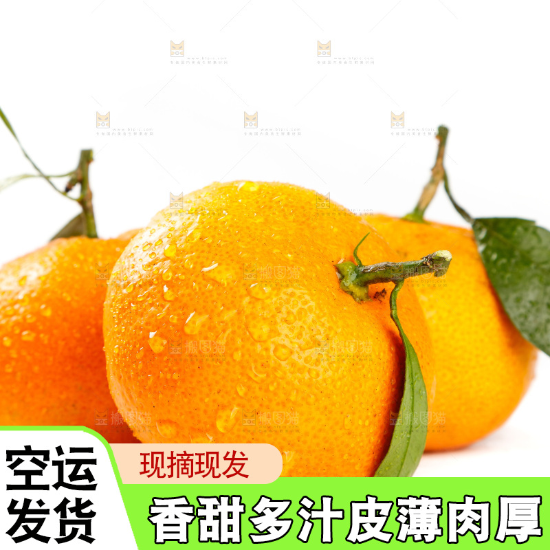白底上摆放着蜜橘