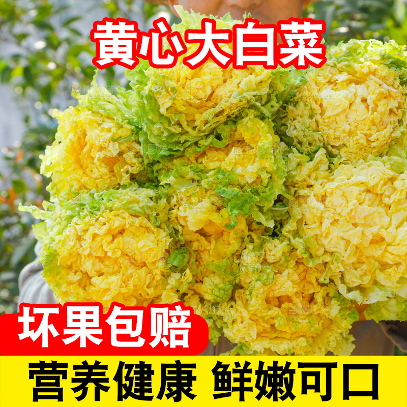 农民抱着一捆大白菜