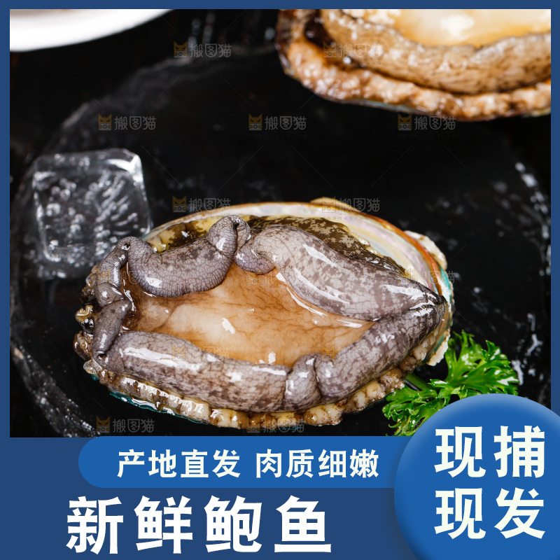 黑石板上的大鲍鱼