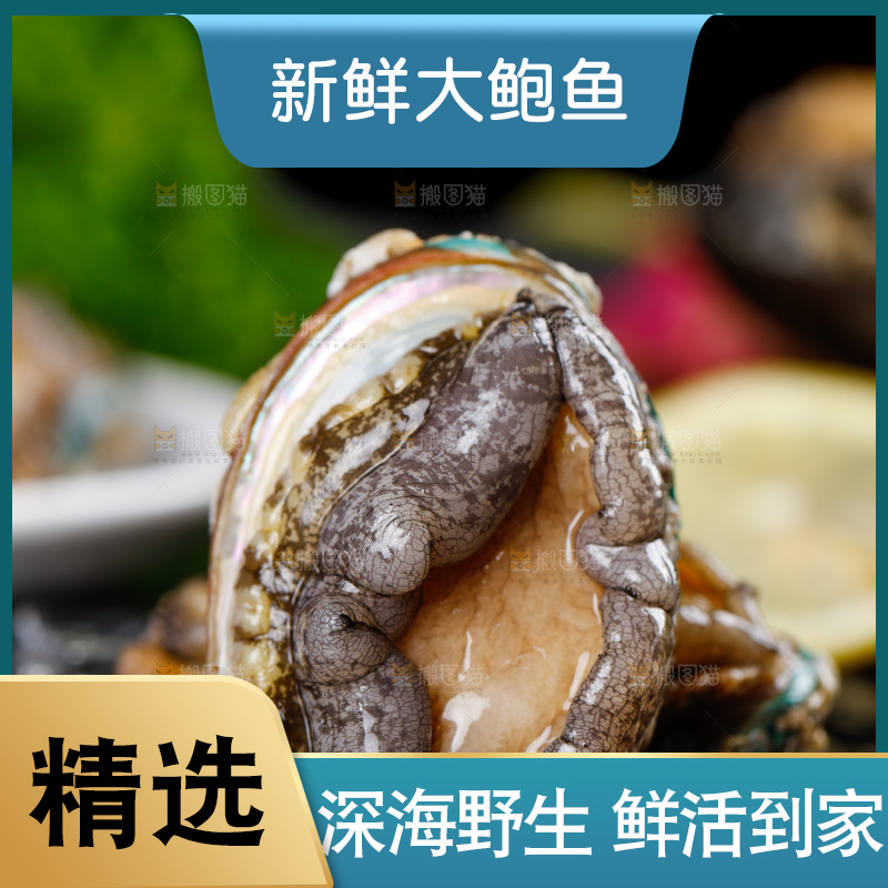 黑石板上的大鲍鱼