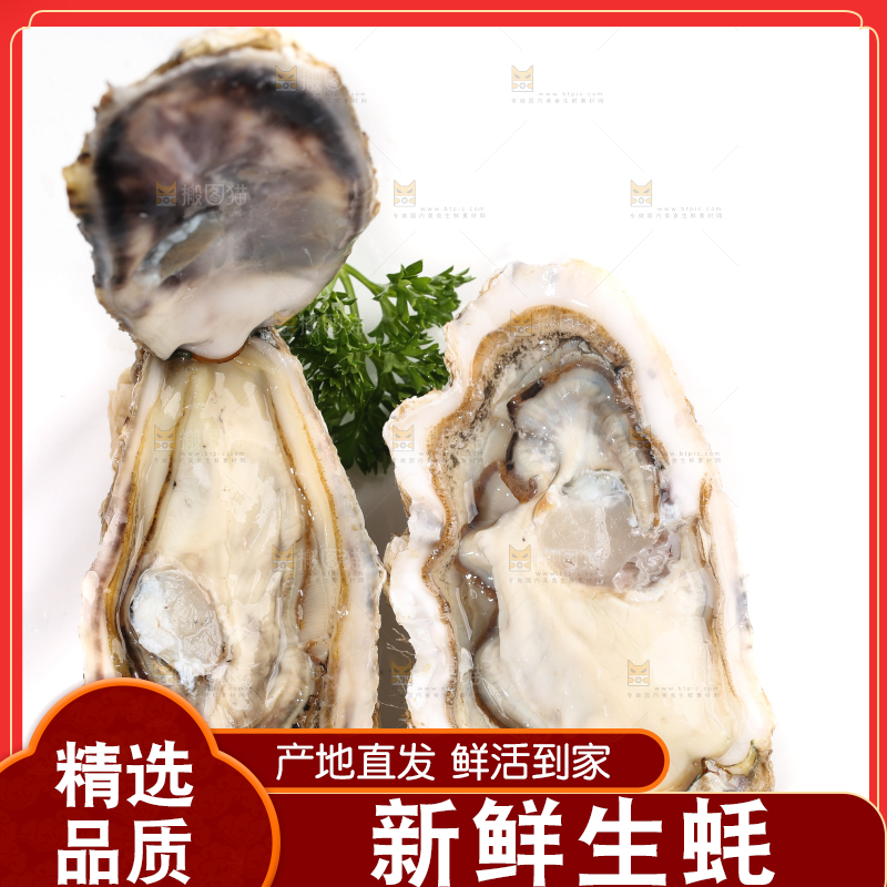 白底上剥开的牡蛎