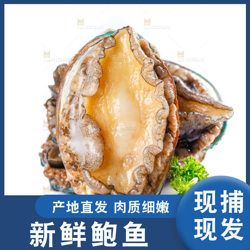 白底上的鲍鱼