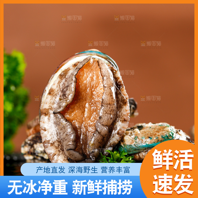 黑石板上的东山岛鲍鱼