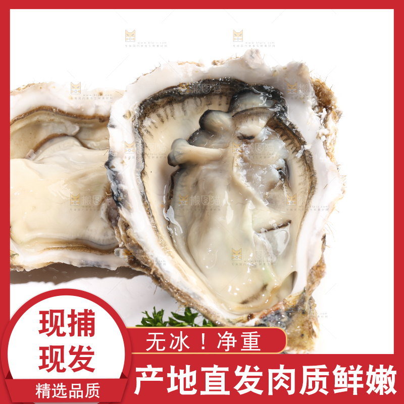 白底上剥开的牡蛎
