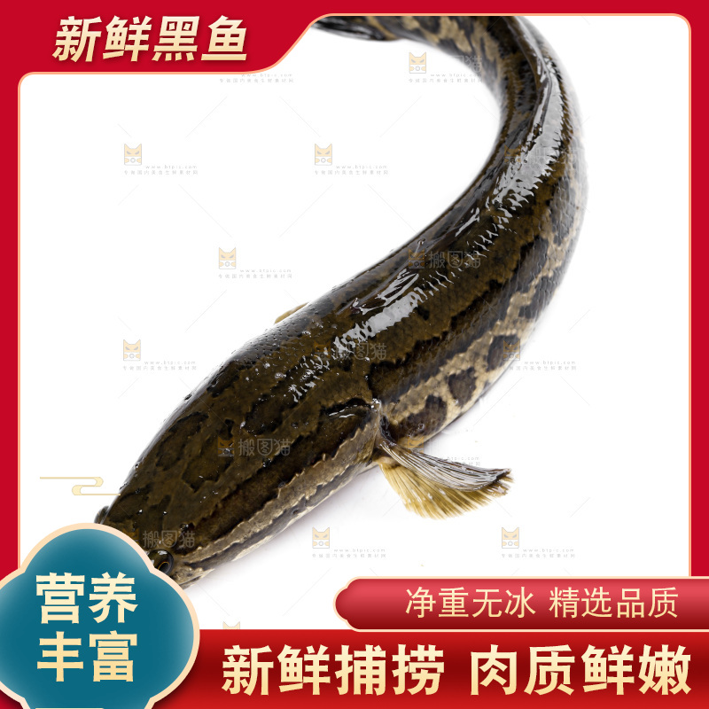 白底上放着 一条活黑鱼