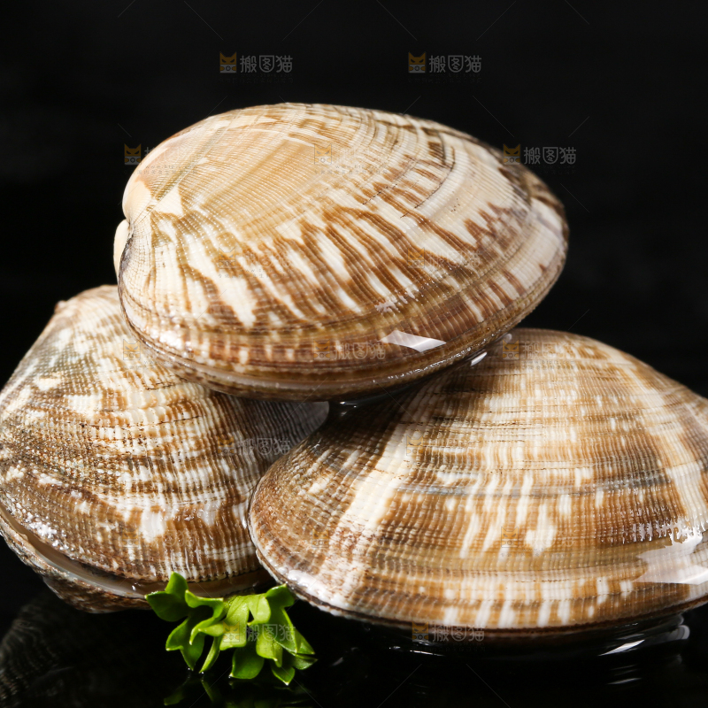 黑底上的蛤砺