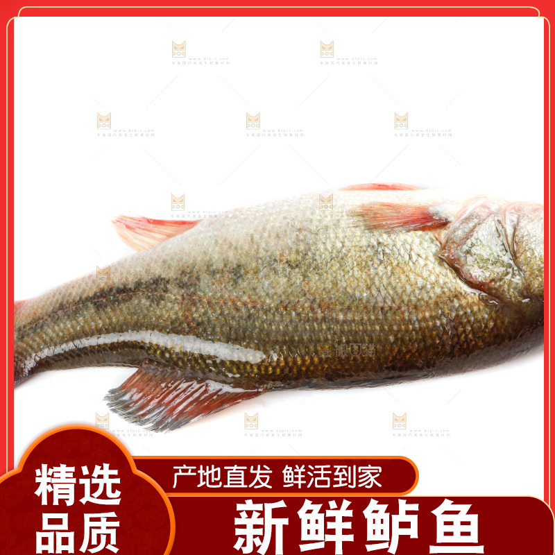 白底上放着一条鲈鱼