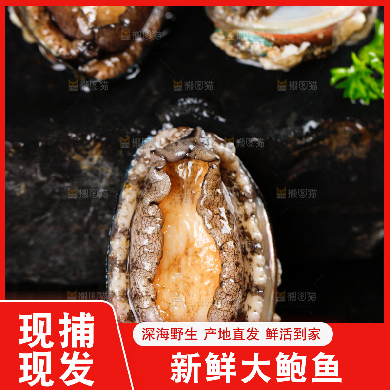 黑石板上的东山岛鲍鱼
