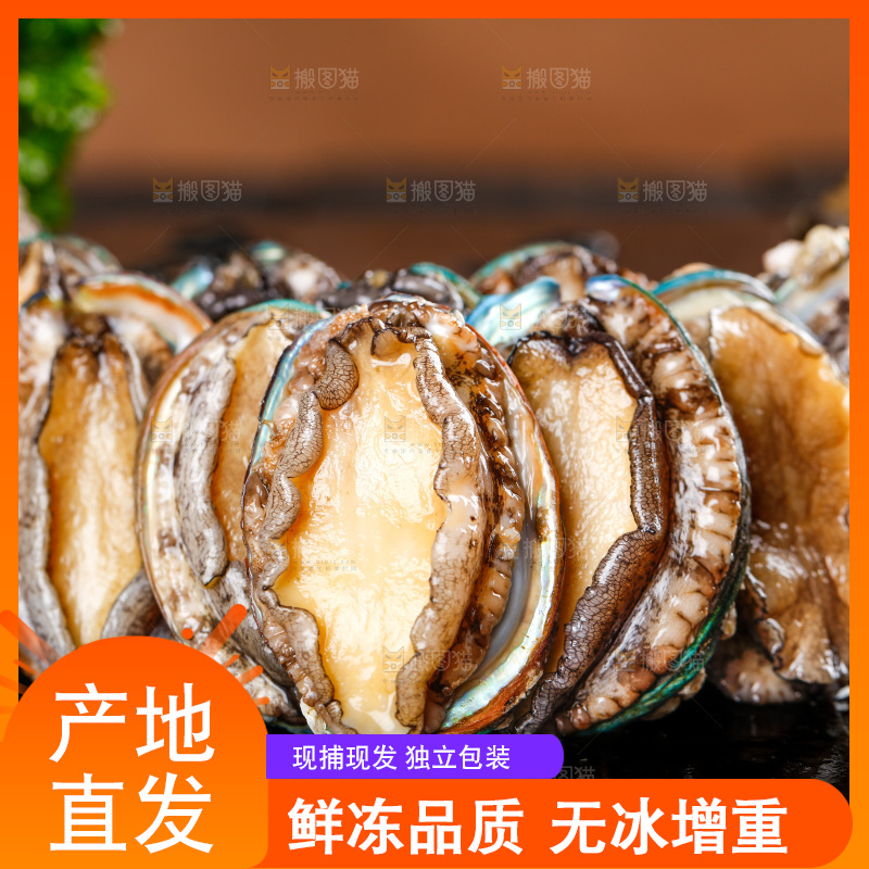 黑石板上的东山岛鲍鱼