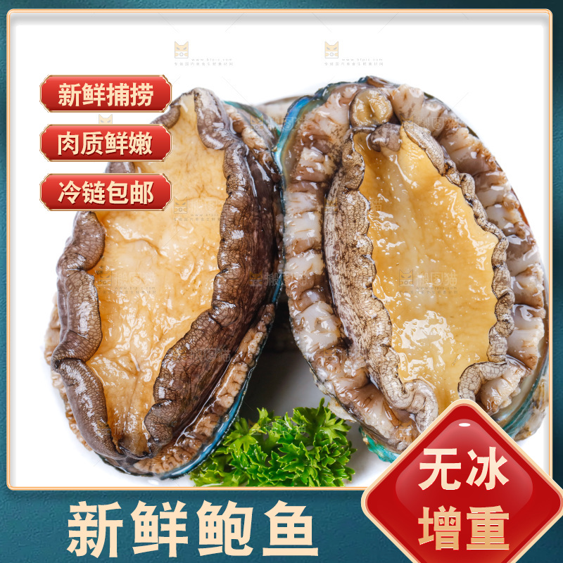 白底上的鲍鱼