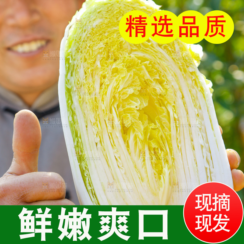 农民手拿大白菜