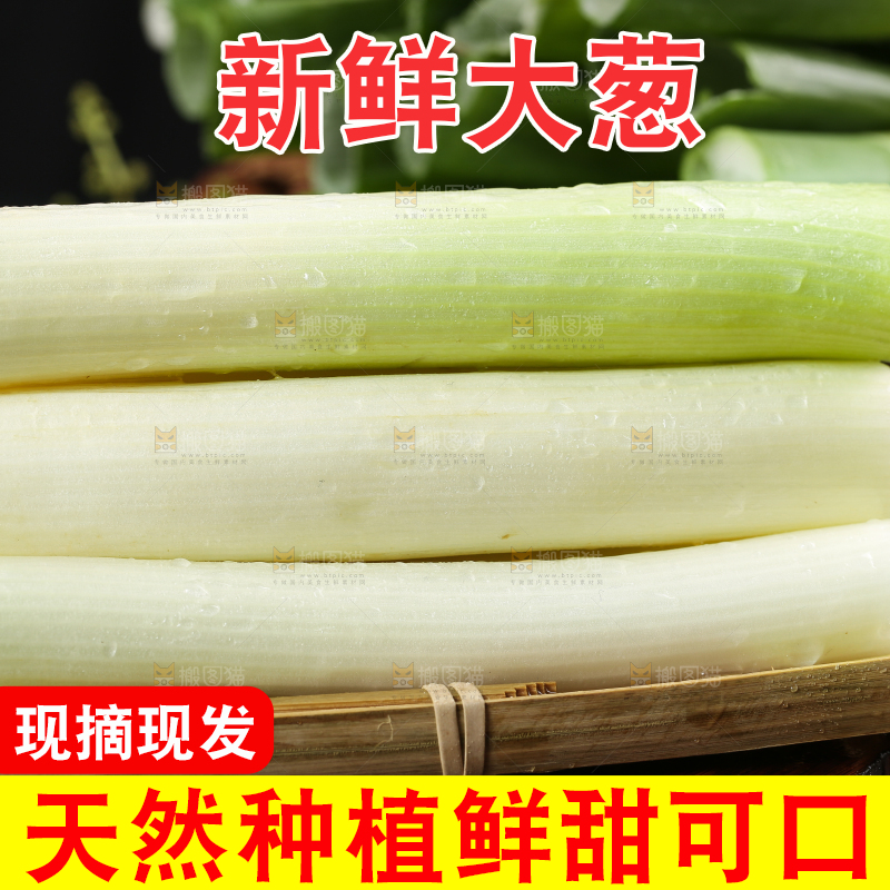 木底上的山东大葱