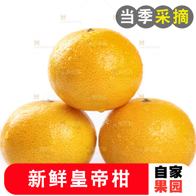 白底上的广西皇帝柑