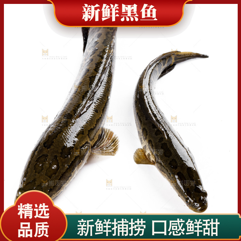 白底上的黑鱼