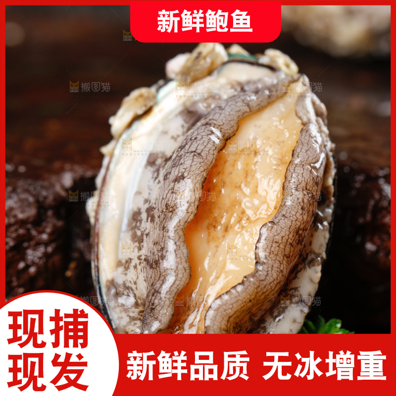 深底上的活冻大鲍鱼
