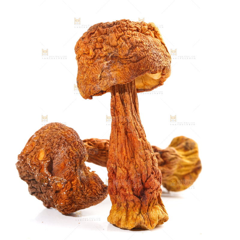 白底上的姬松茸