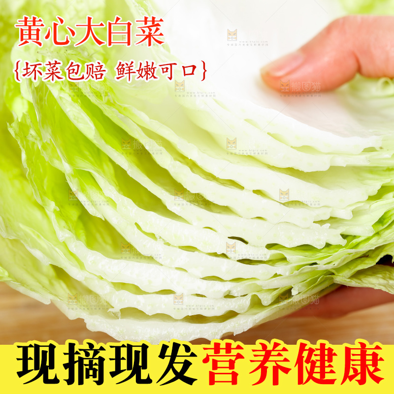 手拿切开的大白菜