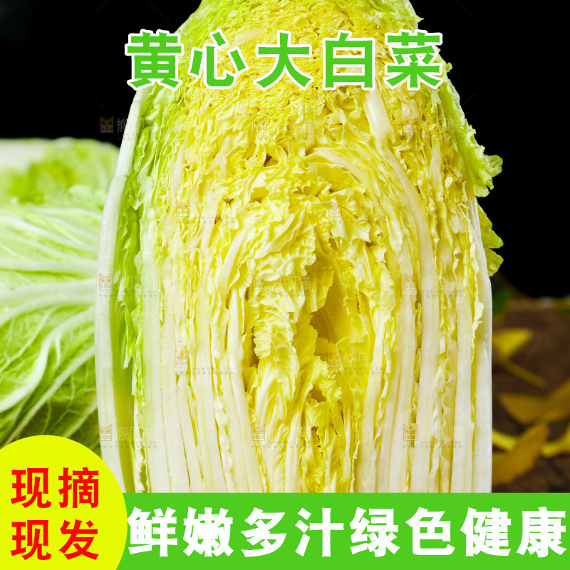 木底上放着切开的山东大白菜
