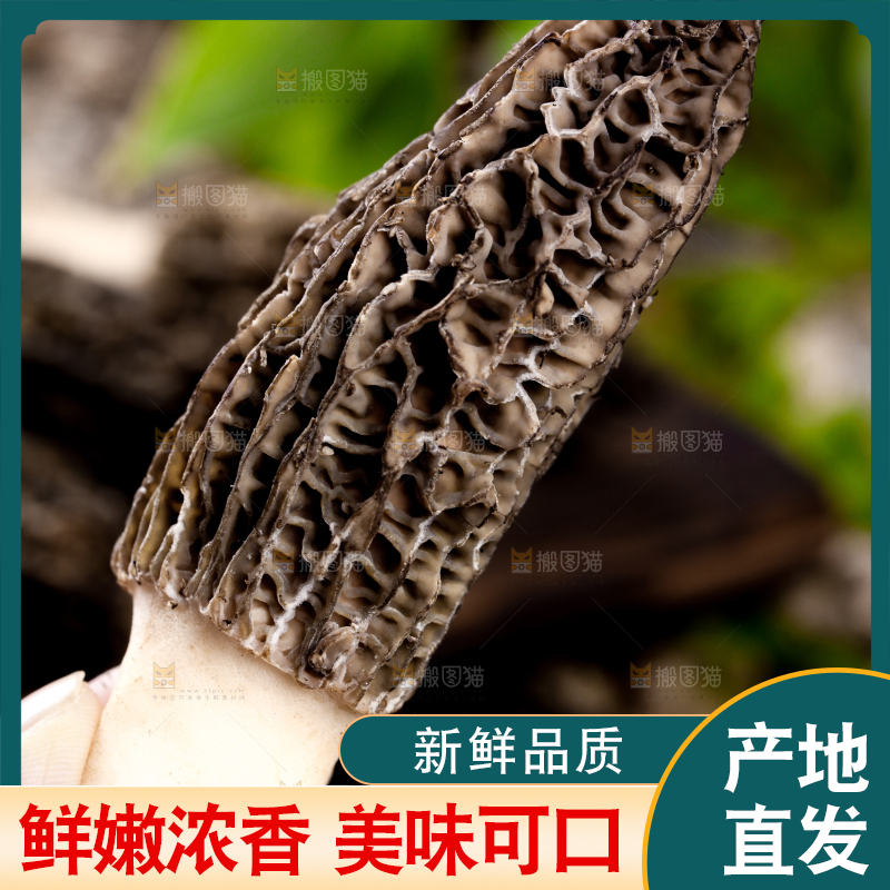 手里拿着羊肚菇