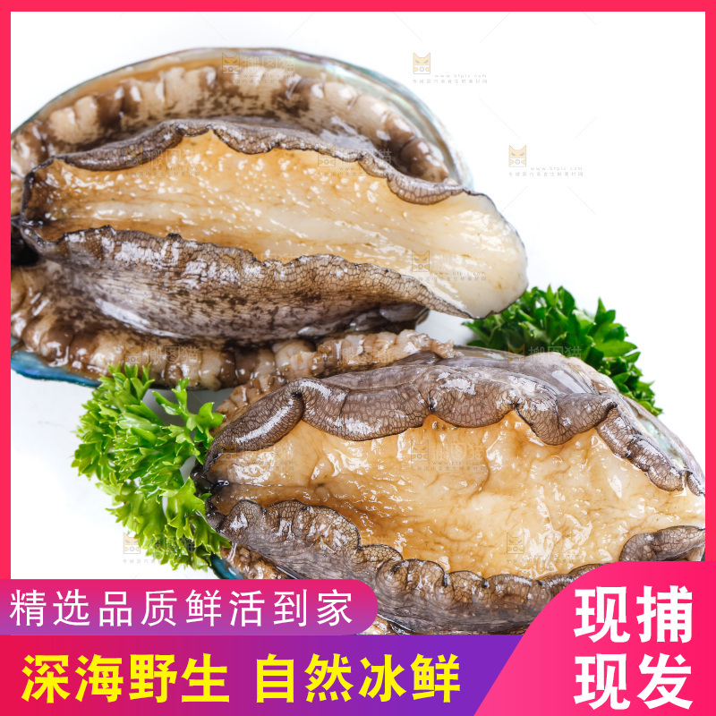 白底上的大鲍鱼