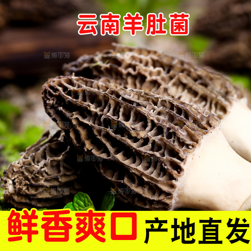 草地上放着羊肚菌
